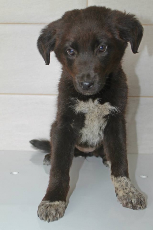 მეტისი უსახელო