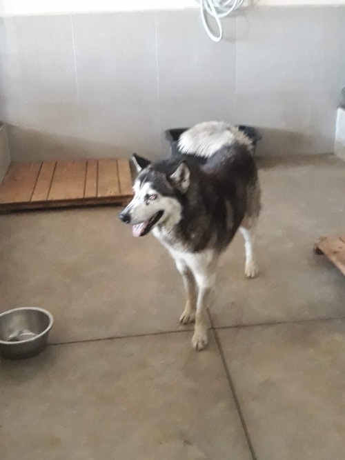 ლაიკა უსახელო