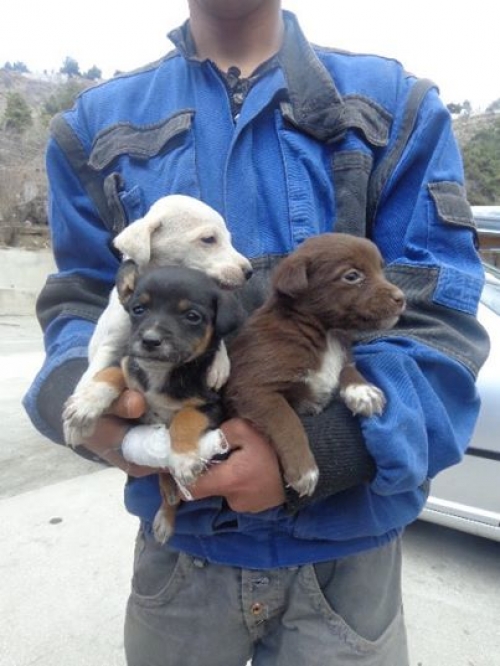 მეტისის ლეკვები უსხელოები