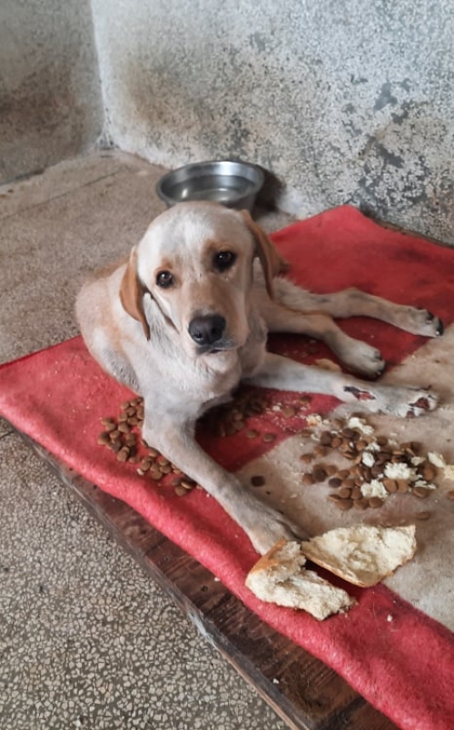 მეტისი მოიყვანა მუნიციპალური თავშესაფრის მანქანა