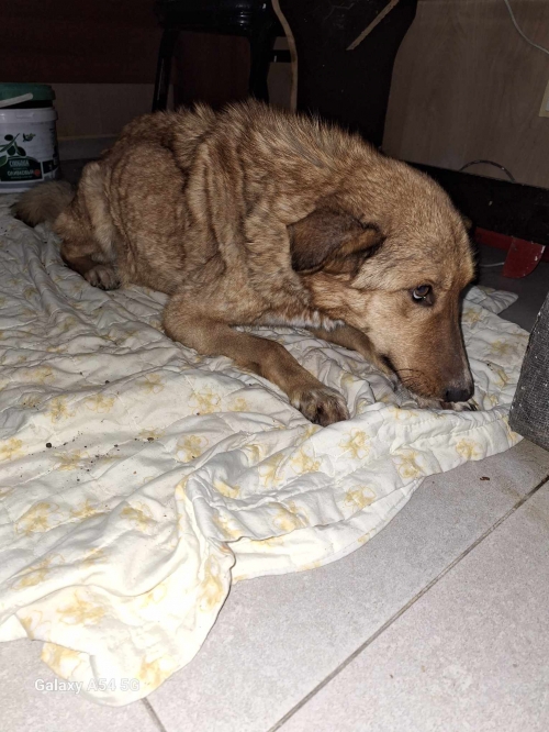 მეტისი ხაშური