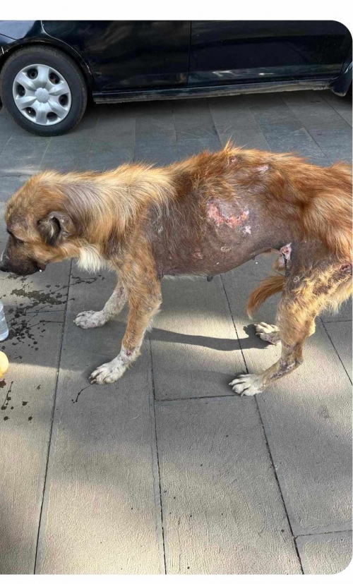 მეტისი მოიყვანა ტასო ლოსაბერიძე