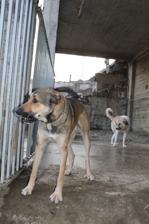 ქართული ქოფაკი უსახელო