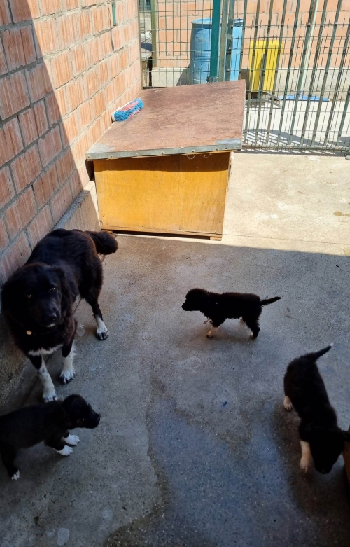 მეტისი ხაშური