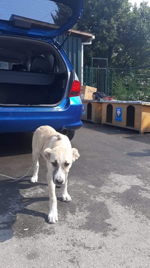 ქართული ნაგაზი ლომა