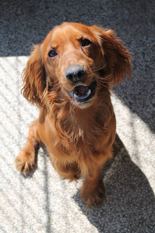 კოკერსპანიელი უსახელო