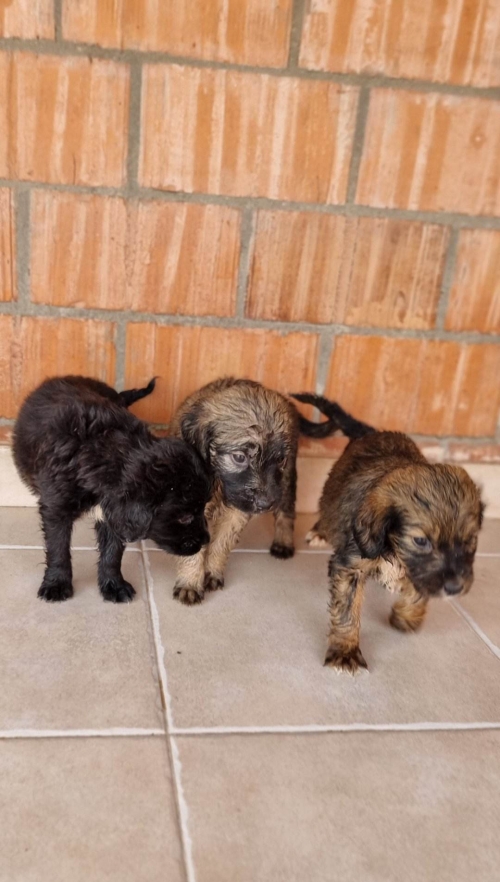 მეტისი მეტრომშენი