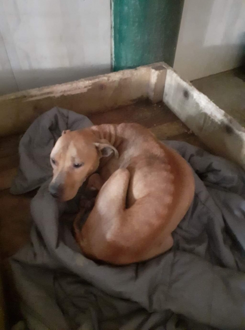 პიტი უსახელო