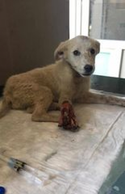 მეტისი საჩხერე