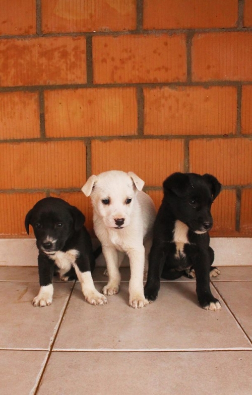 მეტისი უსახელო