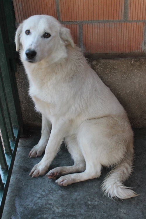 ქართული ქოფაკი უსახელო