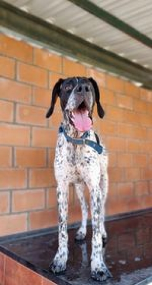 პოინტერი ლუსი.