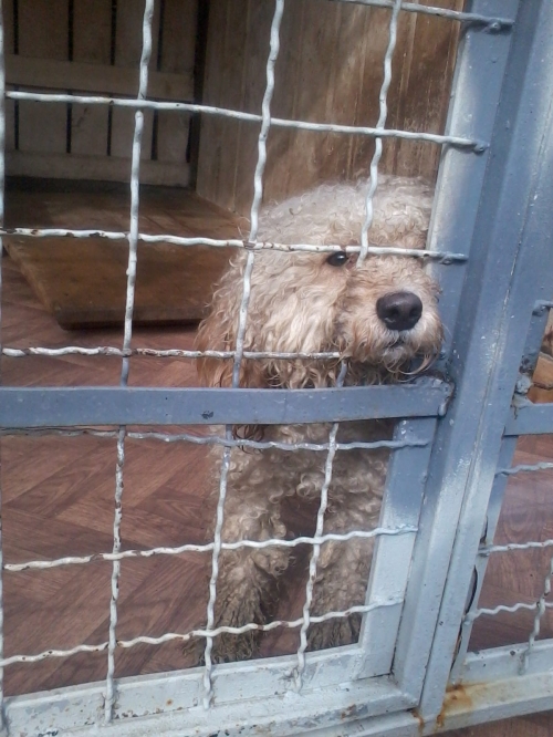 პუდელი უცნობი