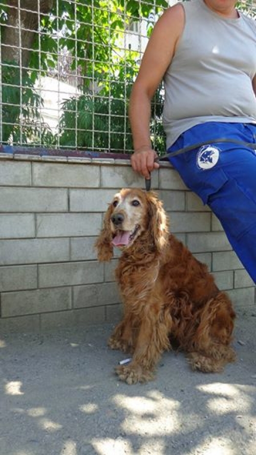 კოკერსპანიელი რიჩი