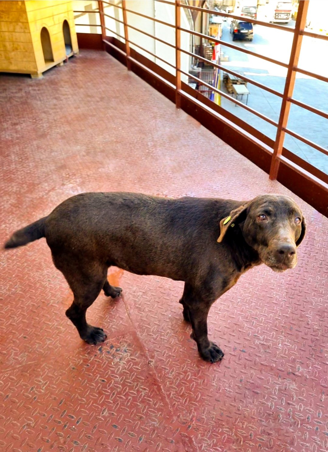 კურცჰაარი. გურჯაანი