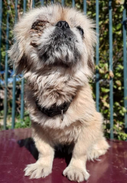 პეკინესი ნაპოვნი კახეთის გზატკეცილზე შ.ს.ს თან