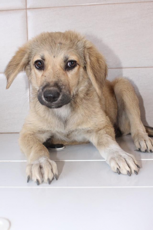 ქართული ქოფაკი უსახელო