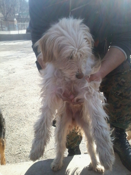 პუდელის მეტისი ლედი