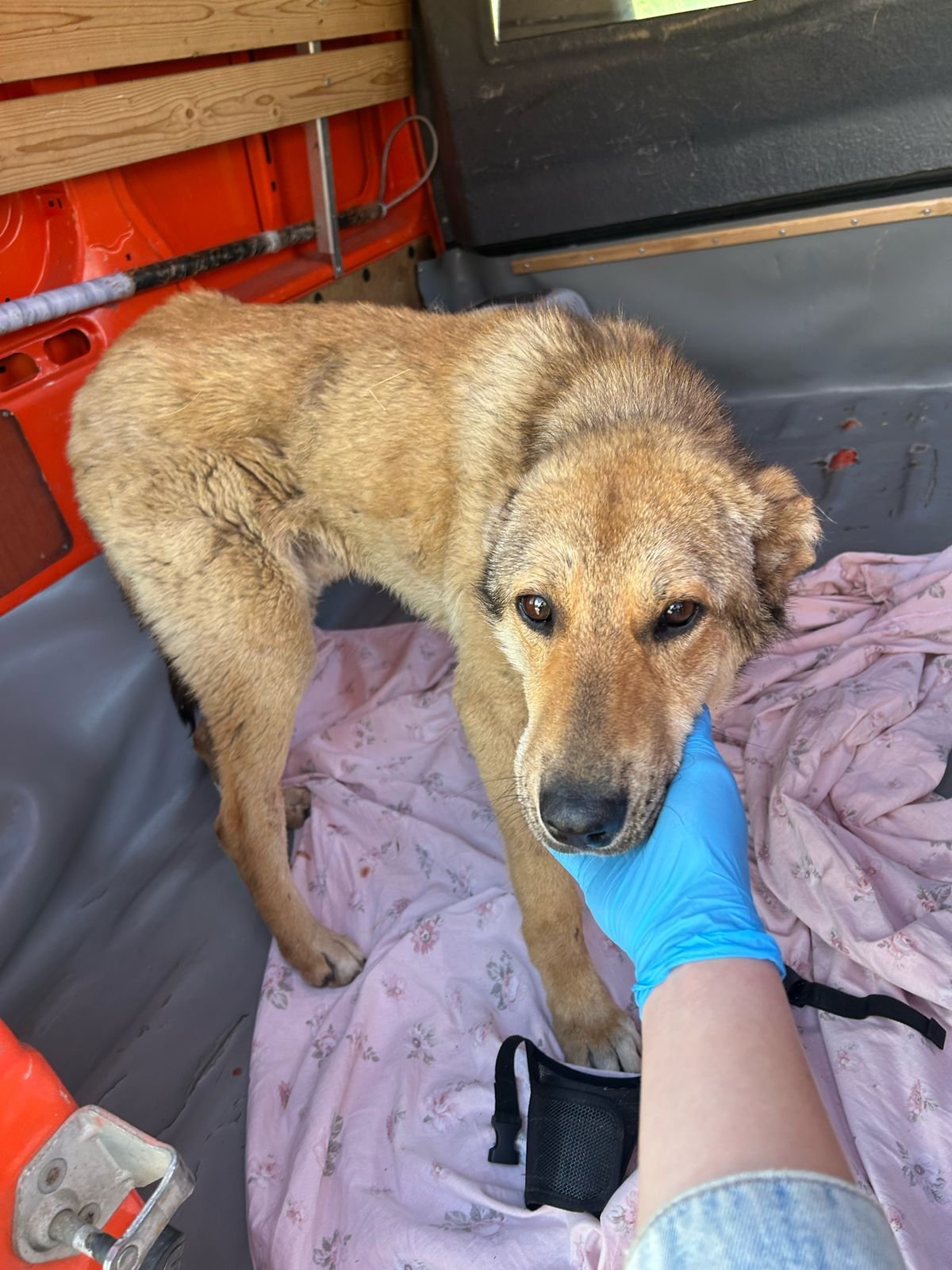 მეტისი. დუშეთი