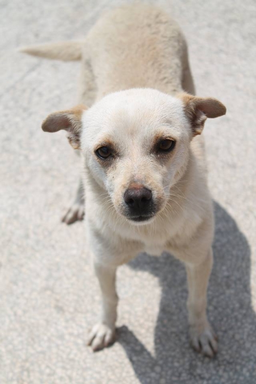 მეტისი უსახელო