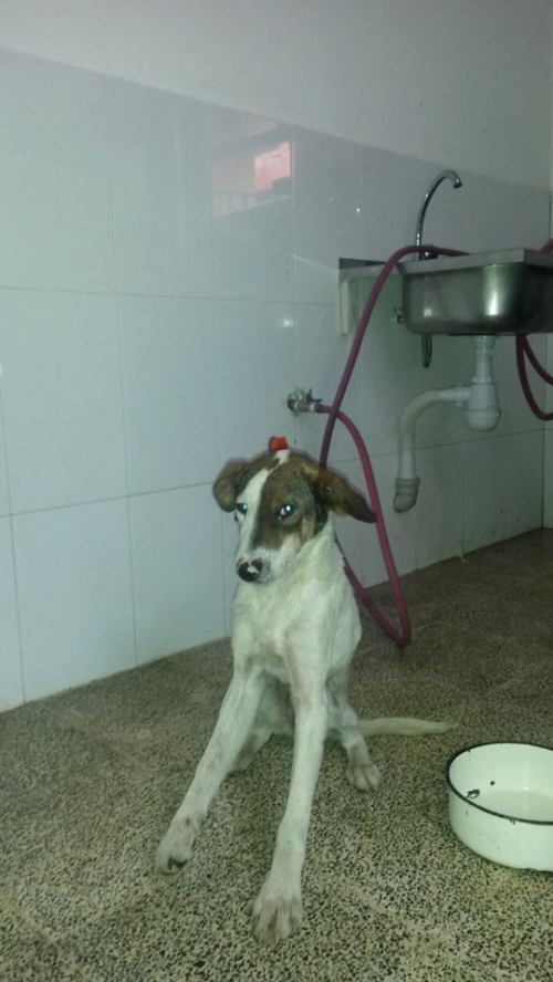 მეტისი უსახელო