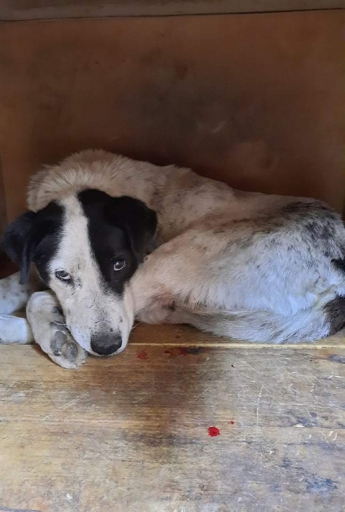 მეტისი ეთუნა კაპანაძე