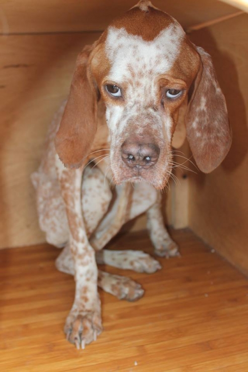 პოინტერი მარტა