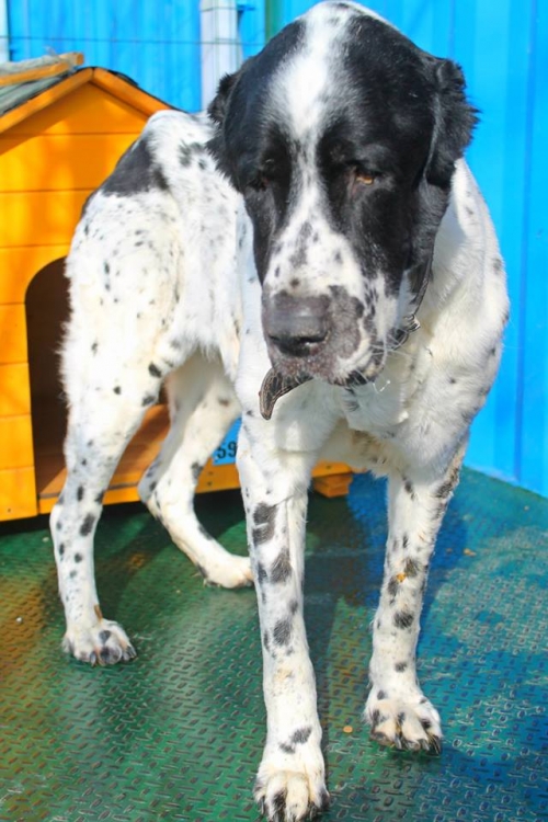 აზიური ნაგაზი ჯესი