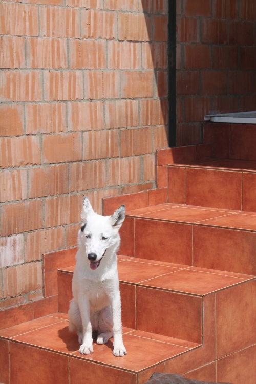 ლაიკა ჯესი