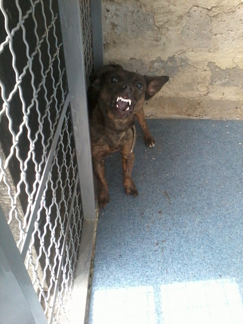 მეტისი ჩიპი