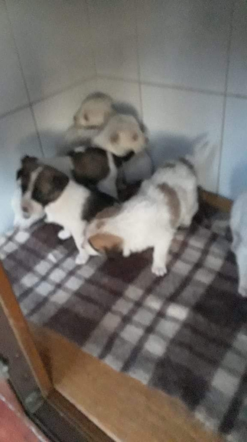 მეტისი უსახელო