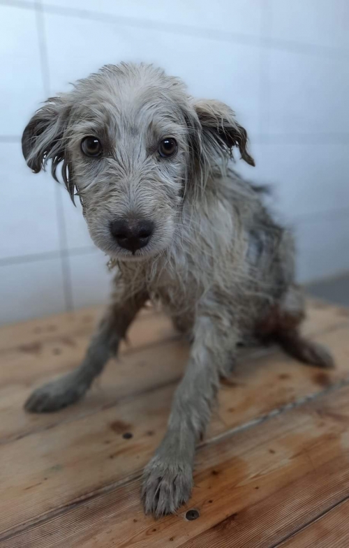 მეტისი ვარკეთილი კუპრაძეს ქჩ.