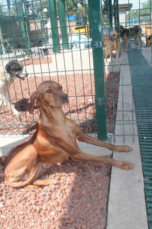 ვიჟლას მეტისი უსახელო