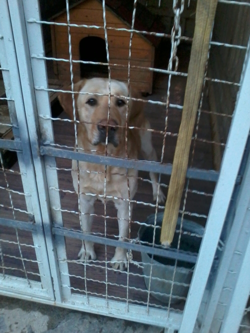 ლაბრადორი უცნობი