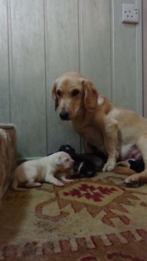 მეტისი უსახელოები