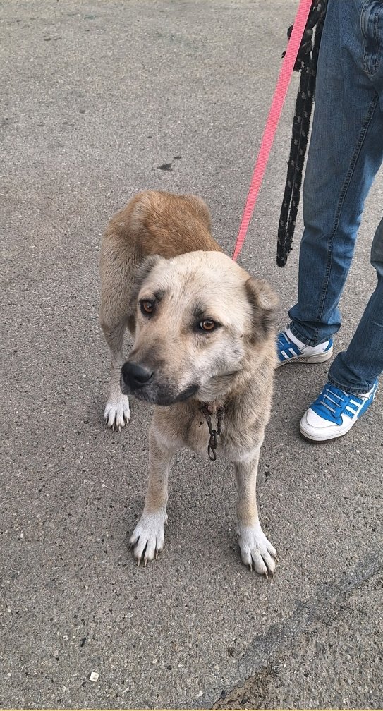 მეტისი. სოფელი ტბისი