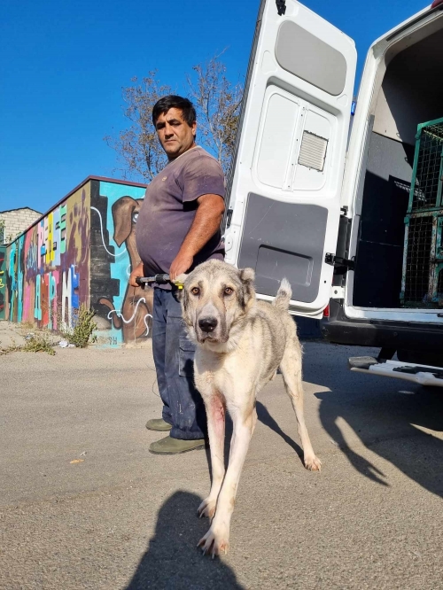 ქართული ნაგაზი გადმოყვანილია მუნიციპალური თავშესაფრიდან