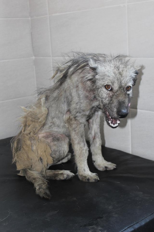 ქართული ქოფაკი უსახელო