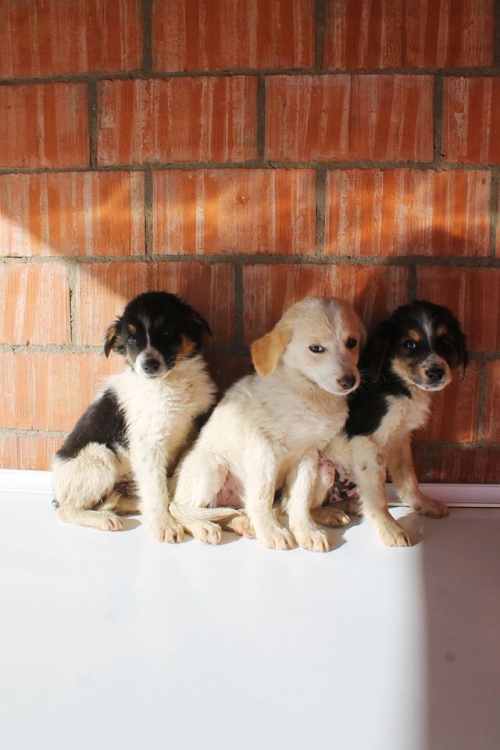 ქართული ქოფაკი უსახელო