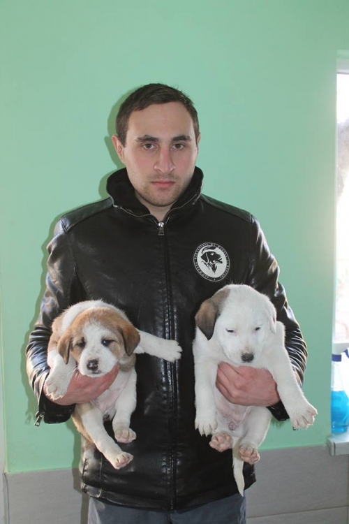 მეტისის ლეკვები უსახელო