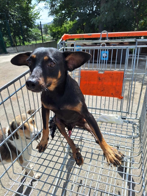 მეტისი თელავი