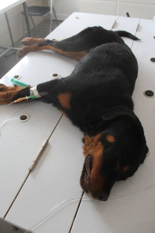 როტვეილერი დაფნა