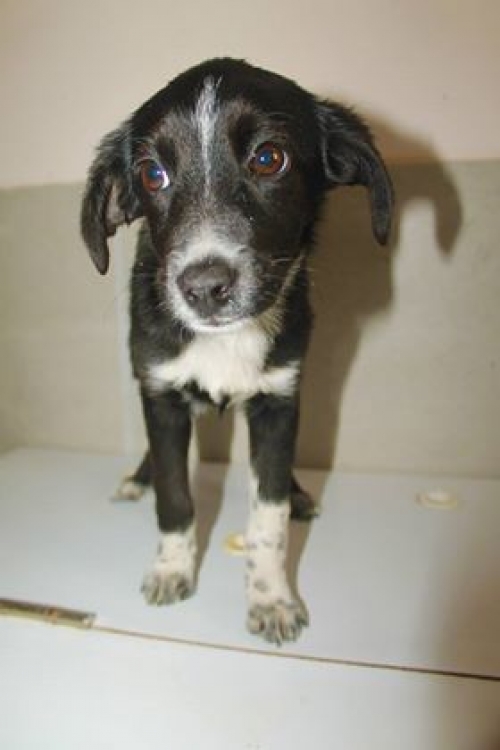 მეტისი უსახელო