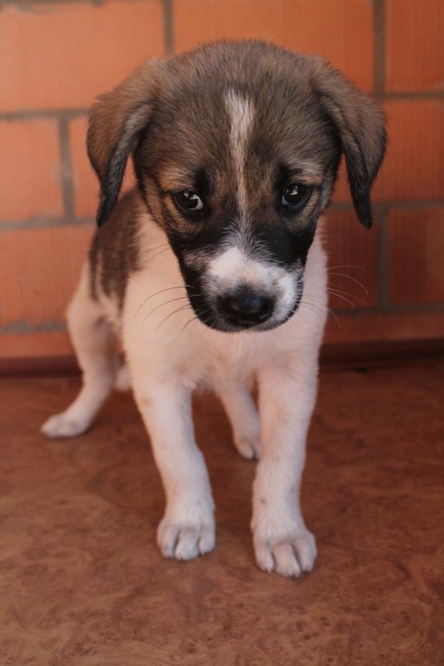 ქართული ქოფაკი უსახელო