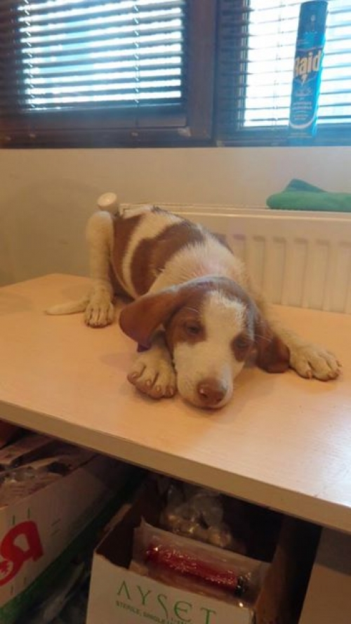 მეტისი უსახელო