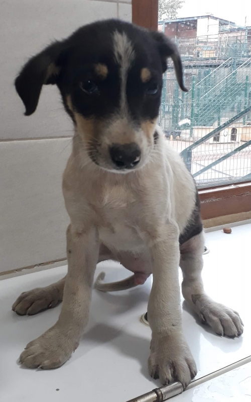 მეტისი უსახელო