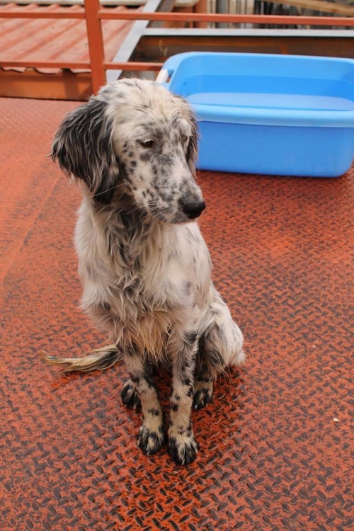 ირლანდიური სეტერი ლინდა