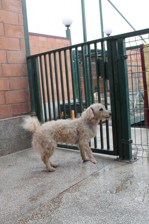 პუდელი პეპი