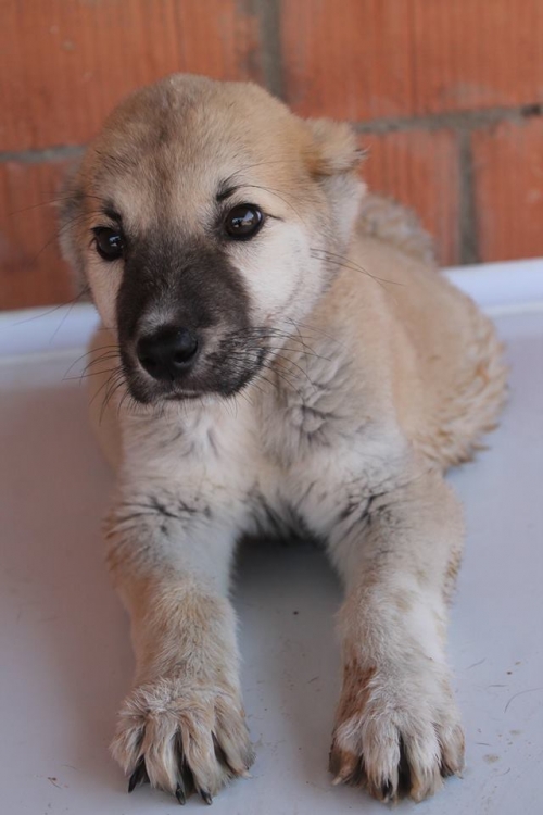 ქართული ნაგაზი ტორი