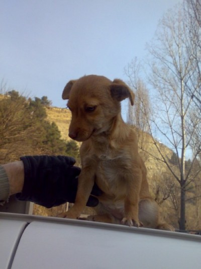 * გაჩუქებულები